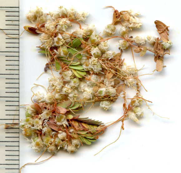  Cuscuta salina Engelmann